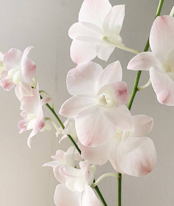 Индивидуалка Илона с 1 размером груди сделает профессионально есть подружка и позовет в гости в Любой район